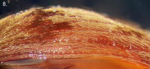 Réf. 273 023 : Anthonomus rectirostris